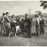 Cover image for Photograph - Sprent Area School - children examining a dairy cow