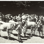 Cover image for Photograph - Sheffield Area School - children holding annual livestock show