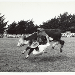 Cover image for Photograph - Ross Rodeo - steer riding