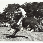 Cover image for Photograph - Ross Rodeo - steer riding