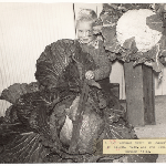 Cover image for Photograph - 12 pound cabbage and 13.5 pound cauliflower