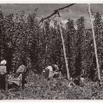 Cover image for Photograph - Hop picking , Oast houses