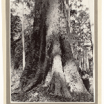 Cover image for Photograph - Species of Tasmanian Eucalypts