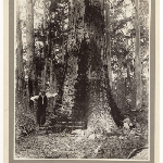 Cover image for Photograph - Species of Tasmanian Eucalypts