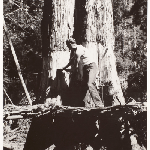 Cover image for Photograph - Felling Stringy Bark Trees