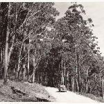 Cover image for Photograph - Eucalypt stands