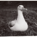 Cover image for Photograph - Wandering Albatross (Diomedia exulands)