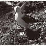 Cover image for Photograph - Black-browed Albatross (Thalassarche inclanophris)