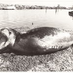 Cover image for Photograph - Leopard seal