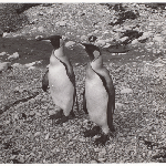 Cover image for Photograph - King penguins