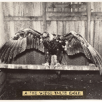 Cover image for Photograph - Wedge tailed Eagle