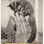 Cover image for Photograph - different species of Opposum