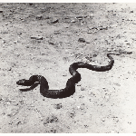 Cover image for Photograph - Tiger snake