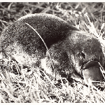 Cover image for Photograph - Platypus