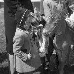 Cover image for Photograph - Royal Hobart Agricultural Show, Elwick