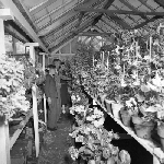 Cover image for Photograph - G.V. Brooks Community School, students plant nursery
