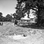 Cover image for Photograph - G.V. Brooks Community School, old lodge with sheep