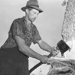Cover image for Photograph - Maydena, logging operations, man with axe