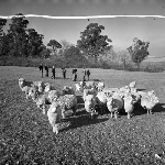Cover image for Photograph - G.V. Brooks Community School, flock of sheep