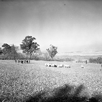 Cover image for Photograph - G.V. Brooks Community School, flock of sheep