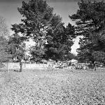 Cover image for Photograph - G.V. Brooks Community School, cattle