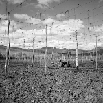 Cover image for Photograph - Derwent Valley, hop fields, hop workers