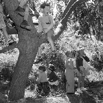 Cover image for Photograph - New Norfolk Pre-School, climbing a tree