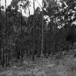 Cover image for Photograph - Bush scene, tall gum trees