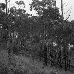 Cover image for Photograph - Bush scene, tall gum trees