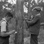 Cover image for Photograph - Boys measuring tree-trunk