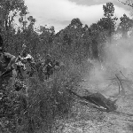 Cover image for Photograph - Boys clearing bush