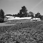 Cover image for Photograph - G.V. Brooks Community School, vegetable field