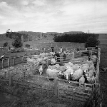 Cover image for Photograph - Scottsdale District Area School Farm, sheep in pens