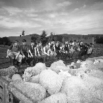 Cover image for Photograph - Scottsdale District Area School Farm, students watching sheep in pens