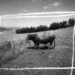 Cover image for Photograph - Scottsdale District Area School Farm, outside view