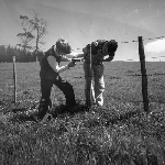 Cover image for Photograph - Scottsdale District Area School Farm, students mending a fence