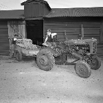Cover image for Photograph - Scottsdale District Area School Farm, students with a tractor and trailer