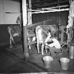 Cover image for Photograph - Scottsdale District Area School Farm, student milking a cow