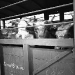 Cover image for Photograph - Abattoirs and Freezing Works, Somerset, cattle arriving by rail