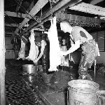 Cover image for Photograph - Abattoirs and Freezing Works, Somerset, slaughterer at work