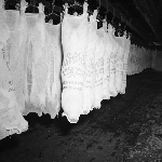 Cover image for Photograph - Abattoirs and Freezing Works, Somerset, lamb carcasses ready for export