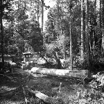 Cover image for Photograph - Marrawah Swamp, heavy timber area