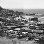 Cover image for Photograph - Penguin, overlooking the town