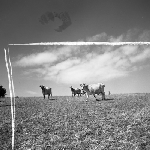 Cover image for Photograph - Dairy herd