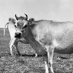 Cover image for Photograph - Dairy cows