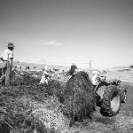 Cover image for Photograph - Sheffield, cutting in ensilage pit for dairy herd