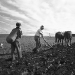 Cover image for Photograph - Sheffield, sowing potatoes by hand