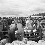 Cover image for Photograph - Cooee area, sheep at sale yard