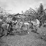 Cover image for Photograph - Hobart Technical High School, students gardening