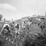Cover image for Photograph - Hobart Technical High School, students gardening